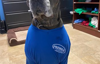 A dog in t-shirt with Premier Pool Enterprises logo